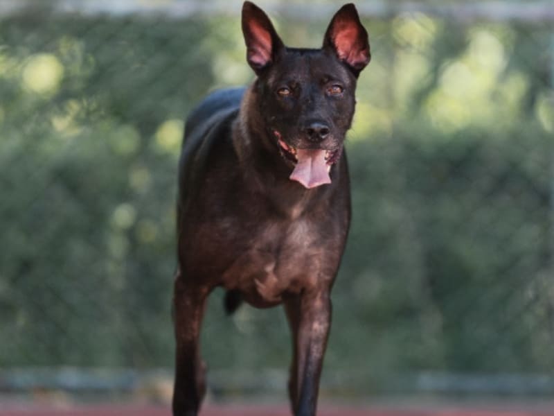 Perro mestizo macho adulto (negro), Mediano, refugio n.º …0501. Todo el animal.