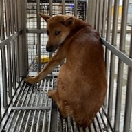 ミックス犬（オス・成犬・茶）、大型, 施設番号 …5053