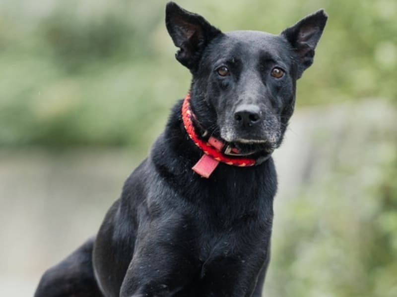 Perro mestizo macho adulto (negro), Mediano, refugio n.º …2004. Todo el animal.