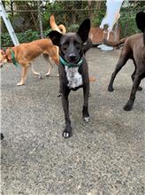 ミックス犬(メス・成犬・黒)、中型, 施設番号 …4053