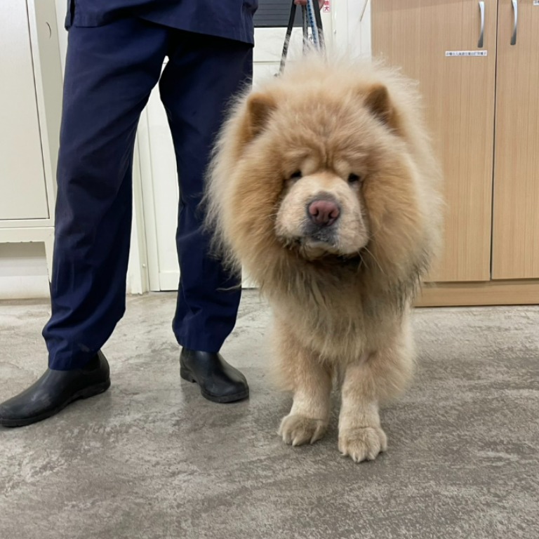 Chow chow macho adulto (blanco), Mediano, refugio n.º …2404. Todo el animal.