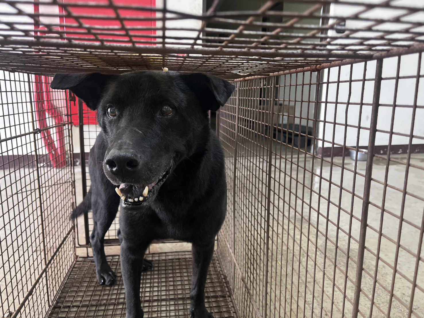 Black adult male mixed-breed dog, Medium, shelter no. …1002. The whole animal.