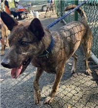 Tabby adult male mixed-breed dog, Medium, shelter no. …0703