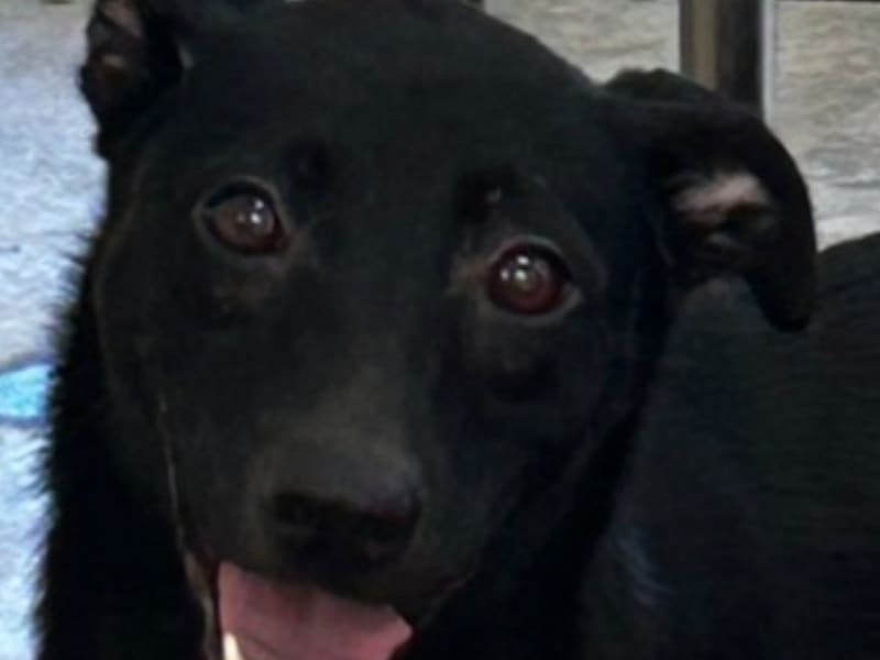 ミックス犬（メス・成犬・黒）、大型, 施設番号 …5014. 顔のアップです。