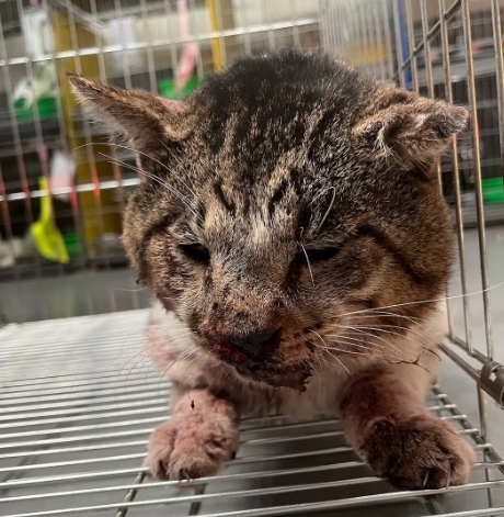Tabby-and-white adult male mixed-breed cat, Medium, shelter no. …1005. Closer on the face.