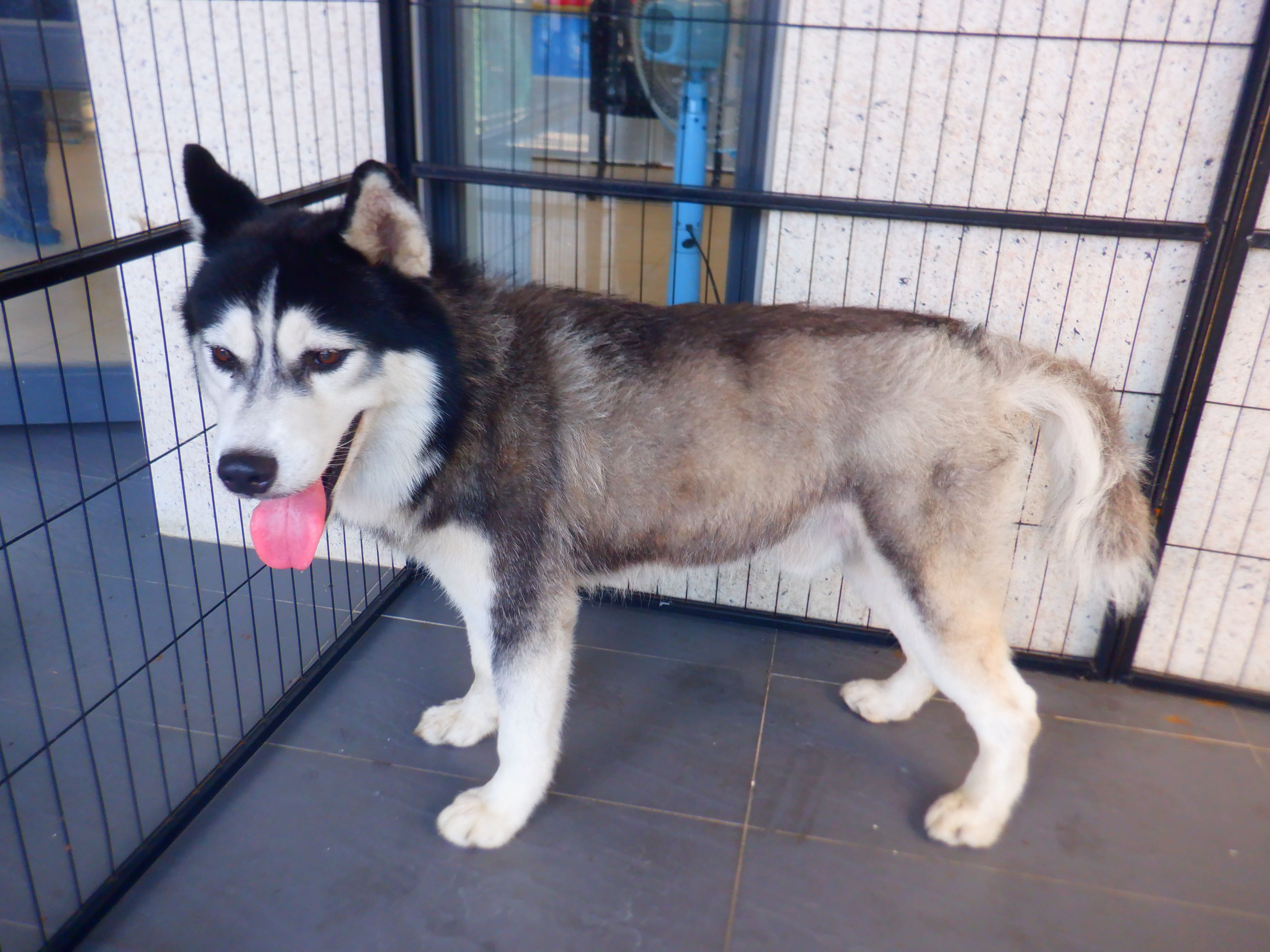 Husky siberiano macho adulto (negro y blanco), Mediano, refugio n.º …2533