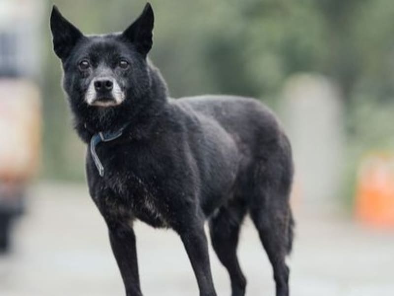 黑色成年母混种犬,中型, 收容编号 …2011. 完整的宠物。