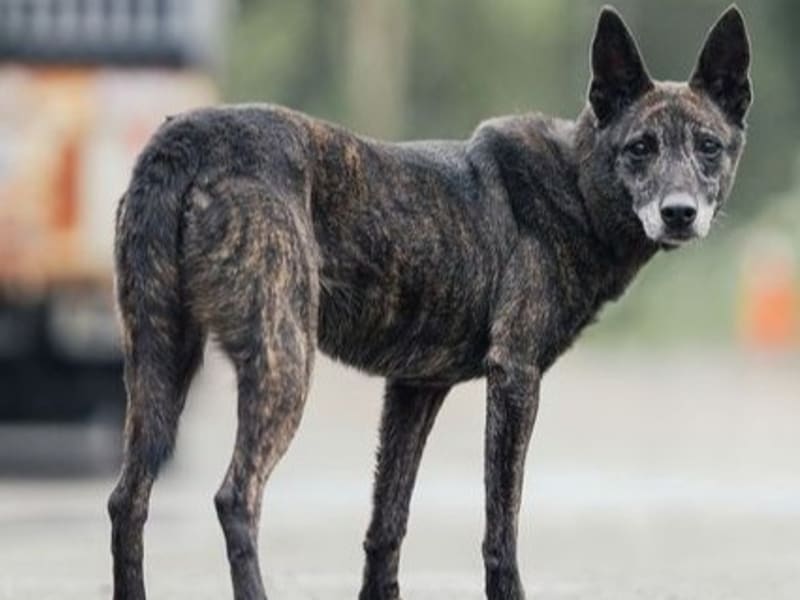黑黄色成年母混种犬,中型, 收容编号 …2009. 完整的宠物。