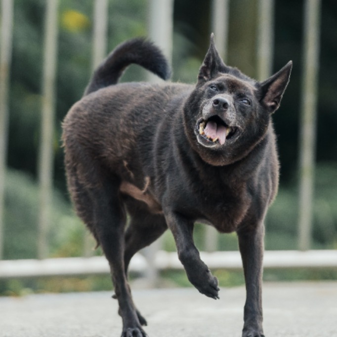 ミックス犬（オス・成犬・黒）、中型, 施設番号 …0203. 全身です。