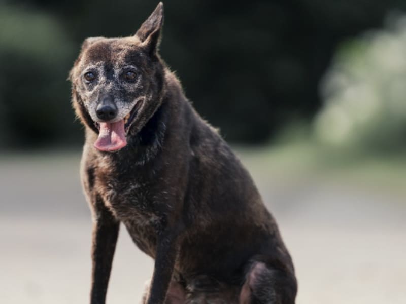 ミックス犬(メス・成犬・黒)、中型, 施設番号 …2201. 全身です。