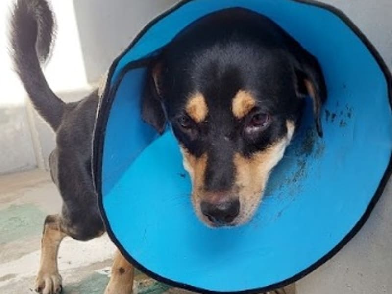Perro mestizo macho adulto (negro y canela), Mediano, refugio n.º …6003. Más cerca de la cara.