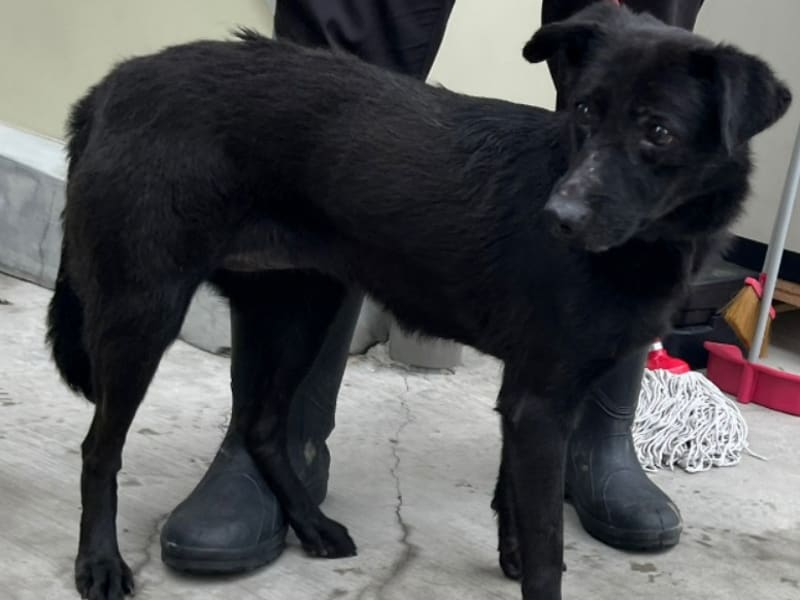 ミックス犬（メス・成犬・黒）、中型, 施設番号 …3013. 全身です。