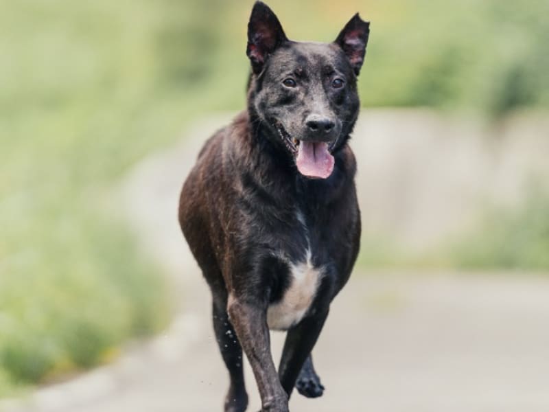 黑色成年公混种犬,小型, 收容编号 …3002. 完整的宠物。