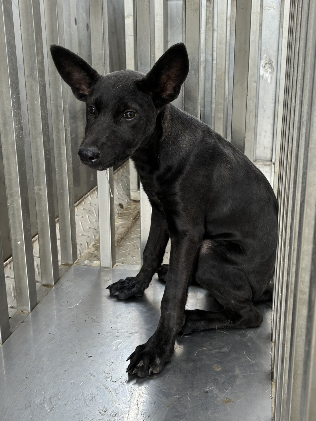 Perra mestiza hembra joven (negro), Pequeño, refugio n.º …0002. Todo el animal.