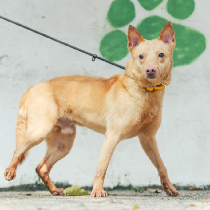Perro mestizo macho adulto (canela), Mediano, refugio n.º …5001. Todo el animal.