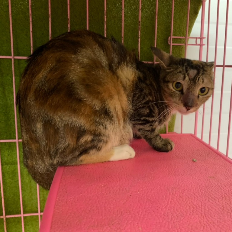 Calico adult female mixed-breed cat, Medium, shelter no. …2207. The whole animal.