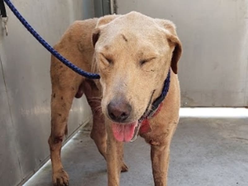 Chien croisé mâle adulte (fauve), Moyen, refuge n° …9001. Plus près du visage.