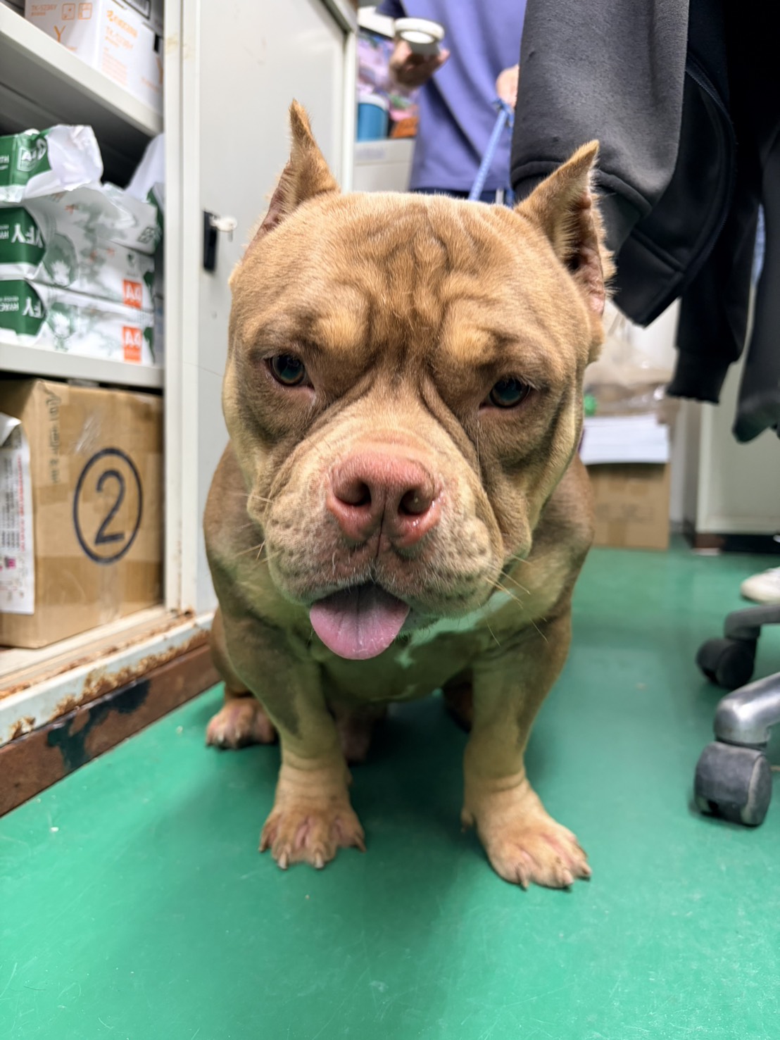 American Bully mâle adulte (marron et blanc), Moyen, refuge n° …1003. Plus près du visage.