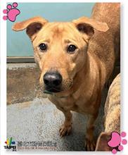 Tan adult male mixed-breed dog, Medium, shelter no. …1805