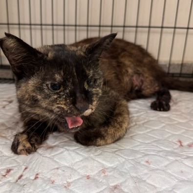 Pusang halo ang lahi (Babae, Matanda na), Malaki, blg. ng shelter …7001