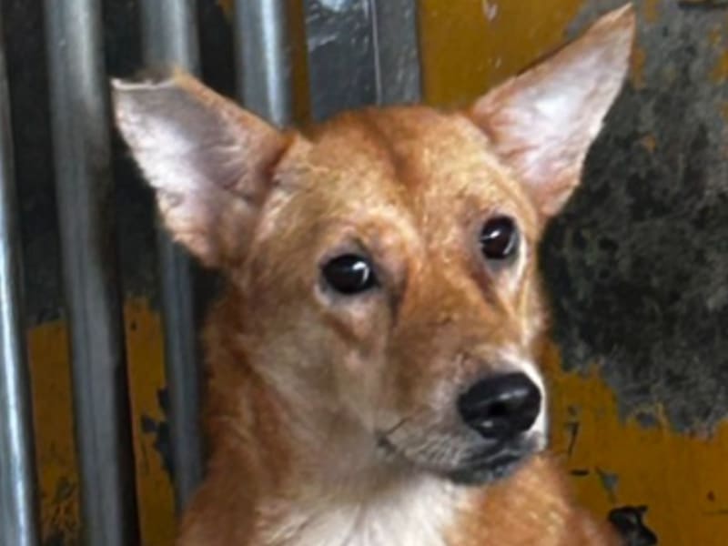 Tan adult female mixed-breed dog, Large, shelter no. …4053. Closer on the face.