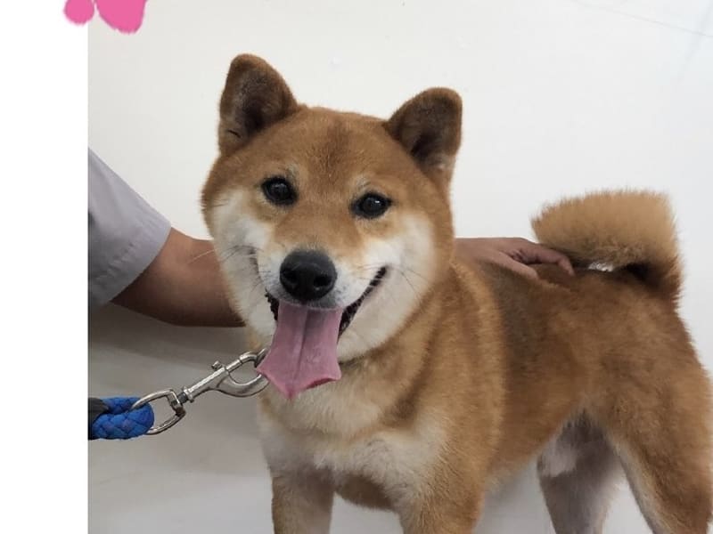 Shiba Inu mâle adulte (fauve et blanc), Moyen, refuge n° …0804. Plus près du visage.