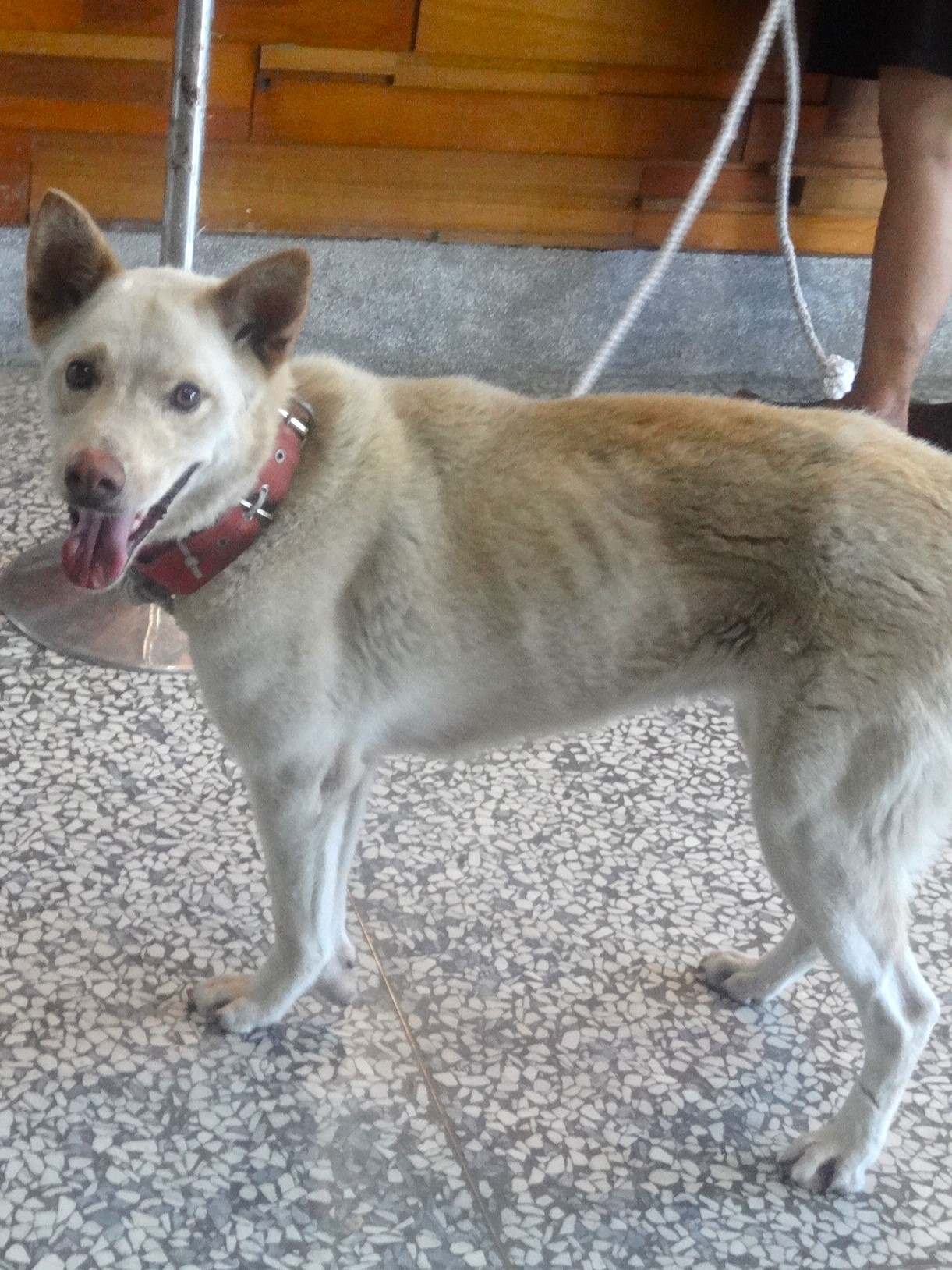 Chienne croisée femelle adulte (blanc), Grand, refuge n° …1285. Plus près du visage.