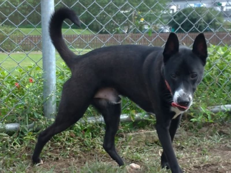 Perro mestizo macho joven (negro y blanco), Mediano, refugio n.º …1802. Más cerca de la cara.