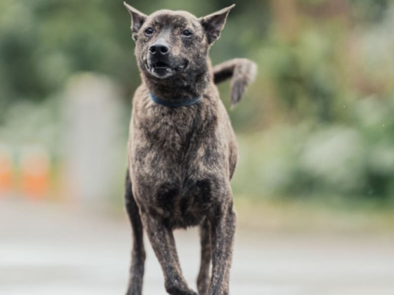 Tabby adult female mixed-breed dog, Medium, shelter no. …0807. The whole animal.