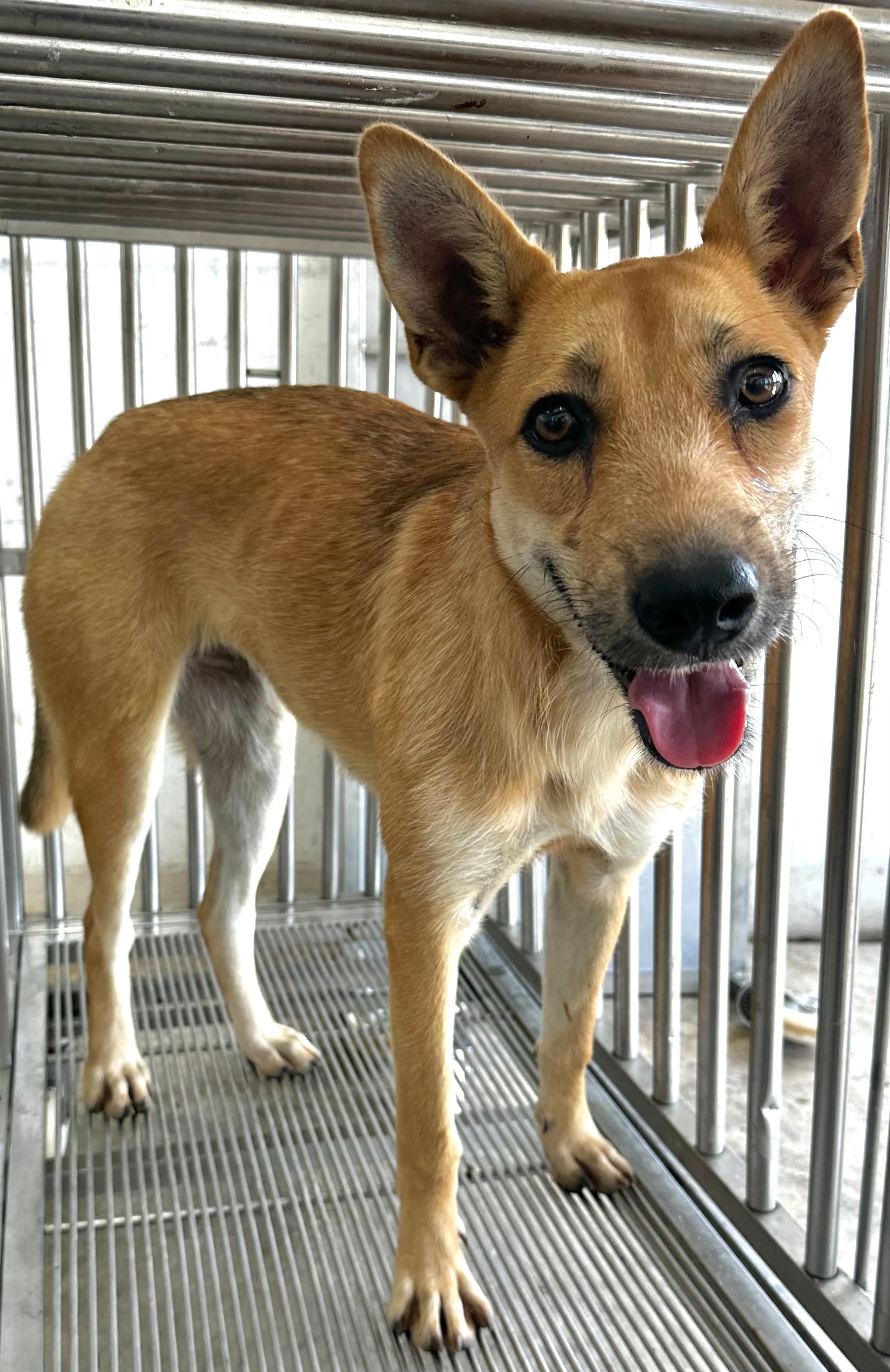 黃色成年母混種犬，中型, 收容編號 …7004. 臉部特寫。