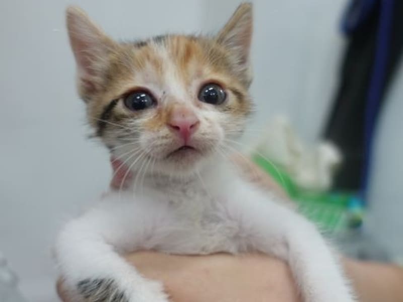 Pusang halo ang lahi (Babae, Bata, tatlong kulay), Maliit, blg. ng shelter …1759. Ang buong hayop.
