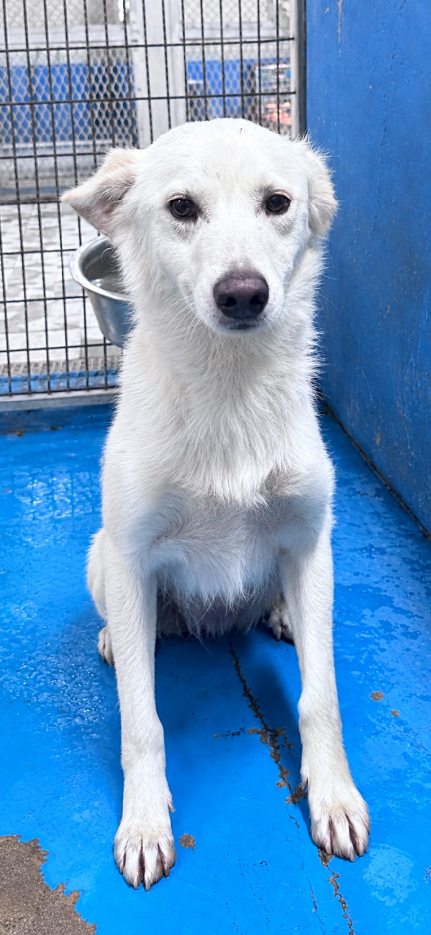 ミックス犬(オス・若い・白)、大型, 施設番号 …6002. 顔のアップです。