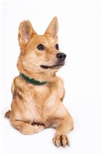 ミックス犬（メス・成犬・こげ茶と黒）、中型, 施設番号 …0305