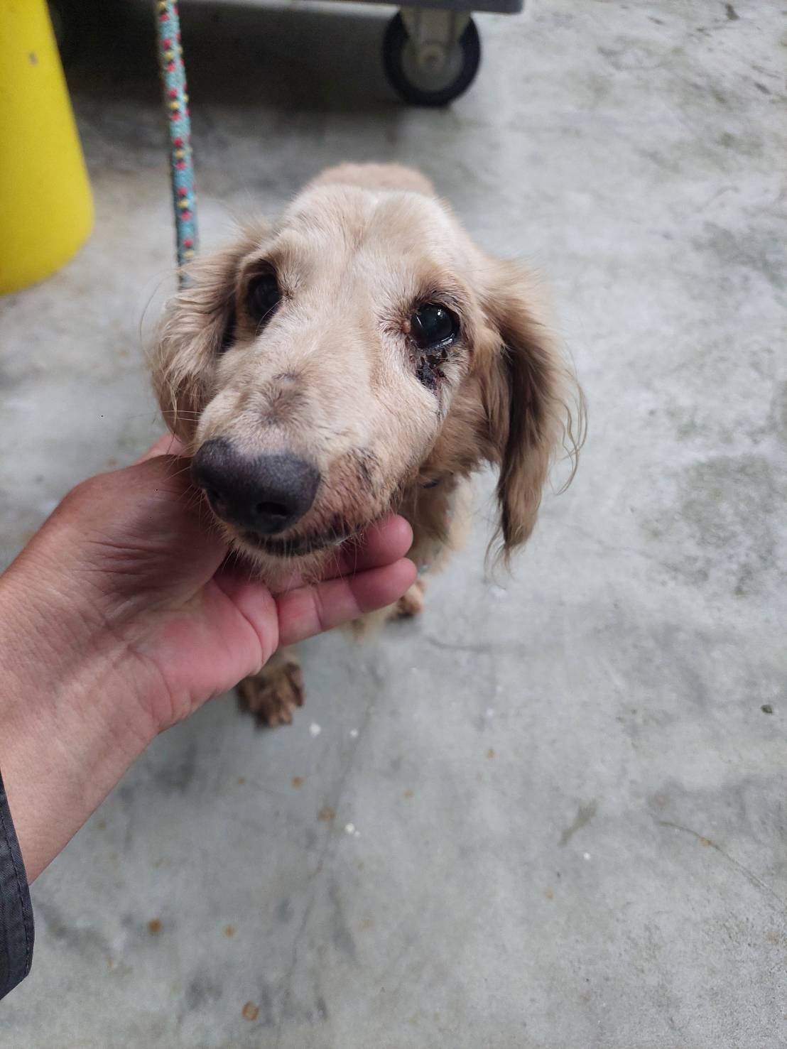 Tan adult male Long haired dachshund, Medium, shelter no. …6002