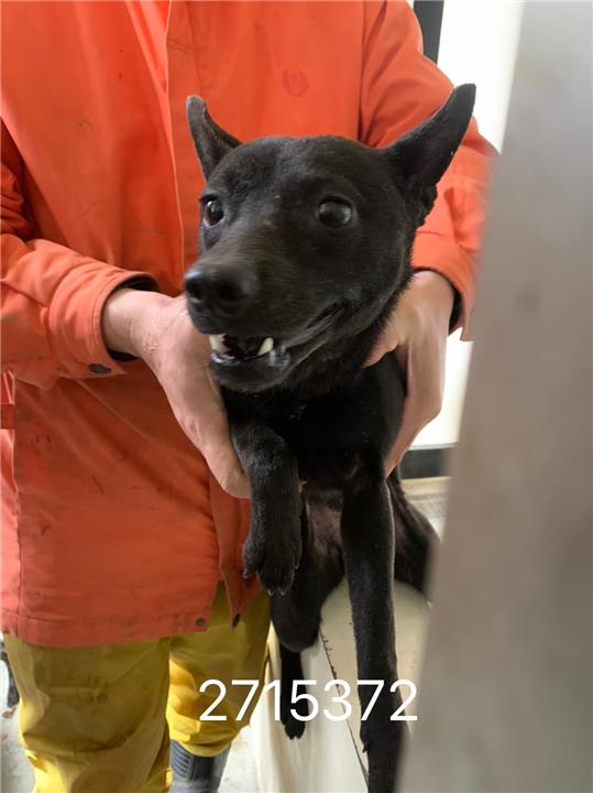 ミックス犬（メス・成犬・黒）、大型, 施設番号 …5025