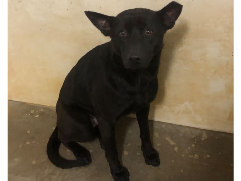 Perro mestizo macho adulto (negro), Grande, refugio n.º …0022. Todo la mascota.