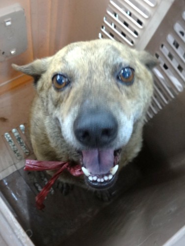 Tabby adult mixed-breed dog, Large, shelter no. …1017. Closer on the face.
