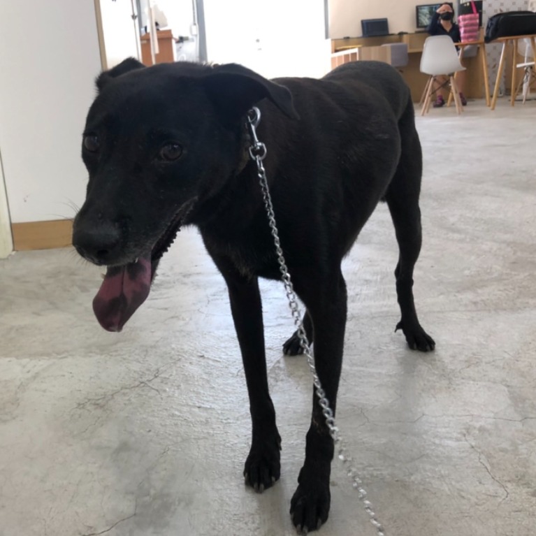 ミックス犬(メス・成犬・黒)、中型, 施設番号 …0914