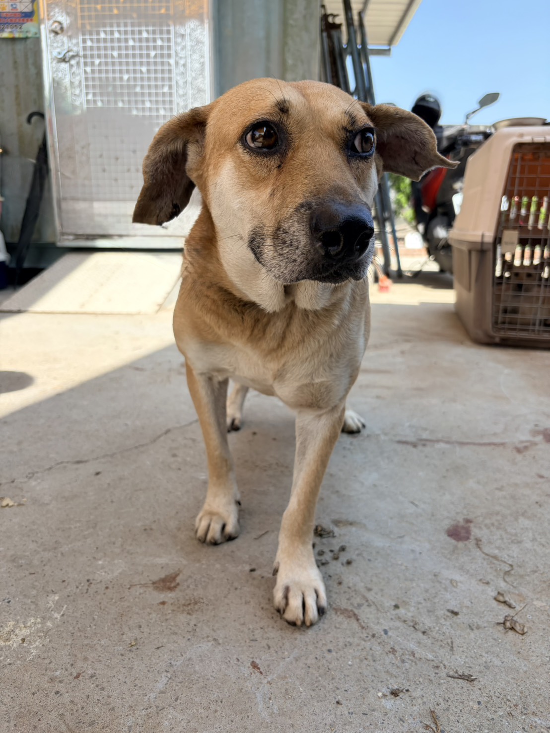 Tan adult male mixed-breed dog, Medium, shelter no. …2010. The whole animal.