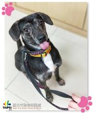 Black-and-white adult male mixed-breed dog, Medium, shelter no. …1205