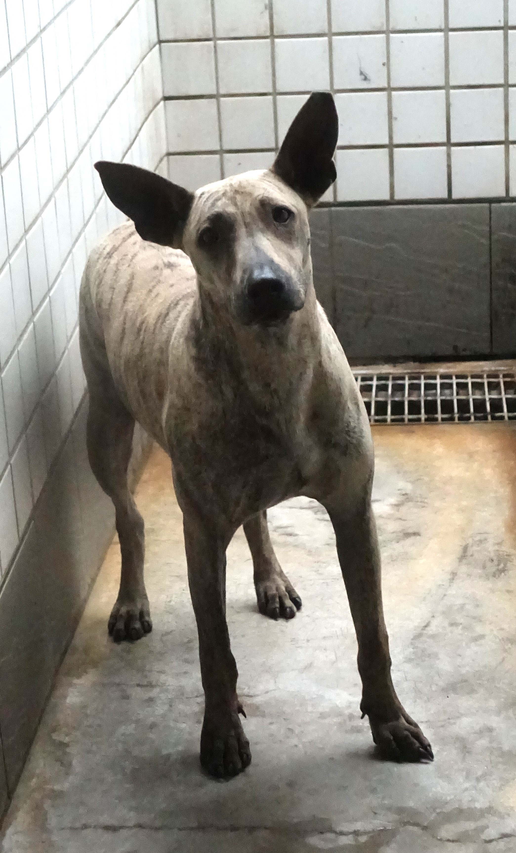 Perro mestizo macho adulto (atigrado), Grande, refugio n.º …0554. Todo el animal.