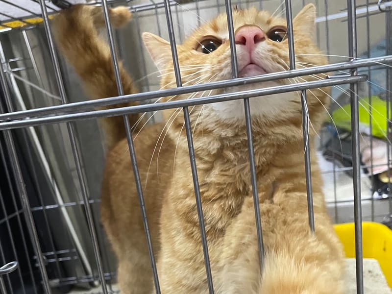 Gato mestizo macho joven (canela y atigrado), Mediano, refugio n.º …3002. Todo el animal.