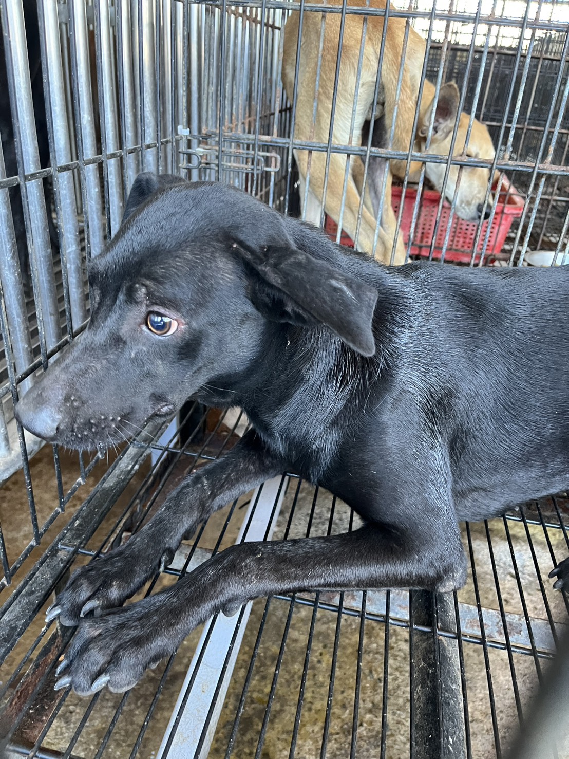 黑色成年母混种犬,中型, 收容编号 …8005. 脸部特写。