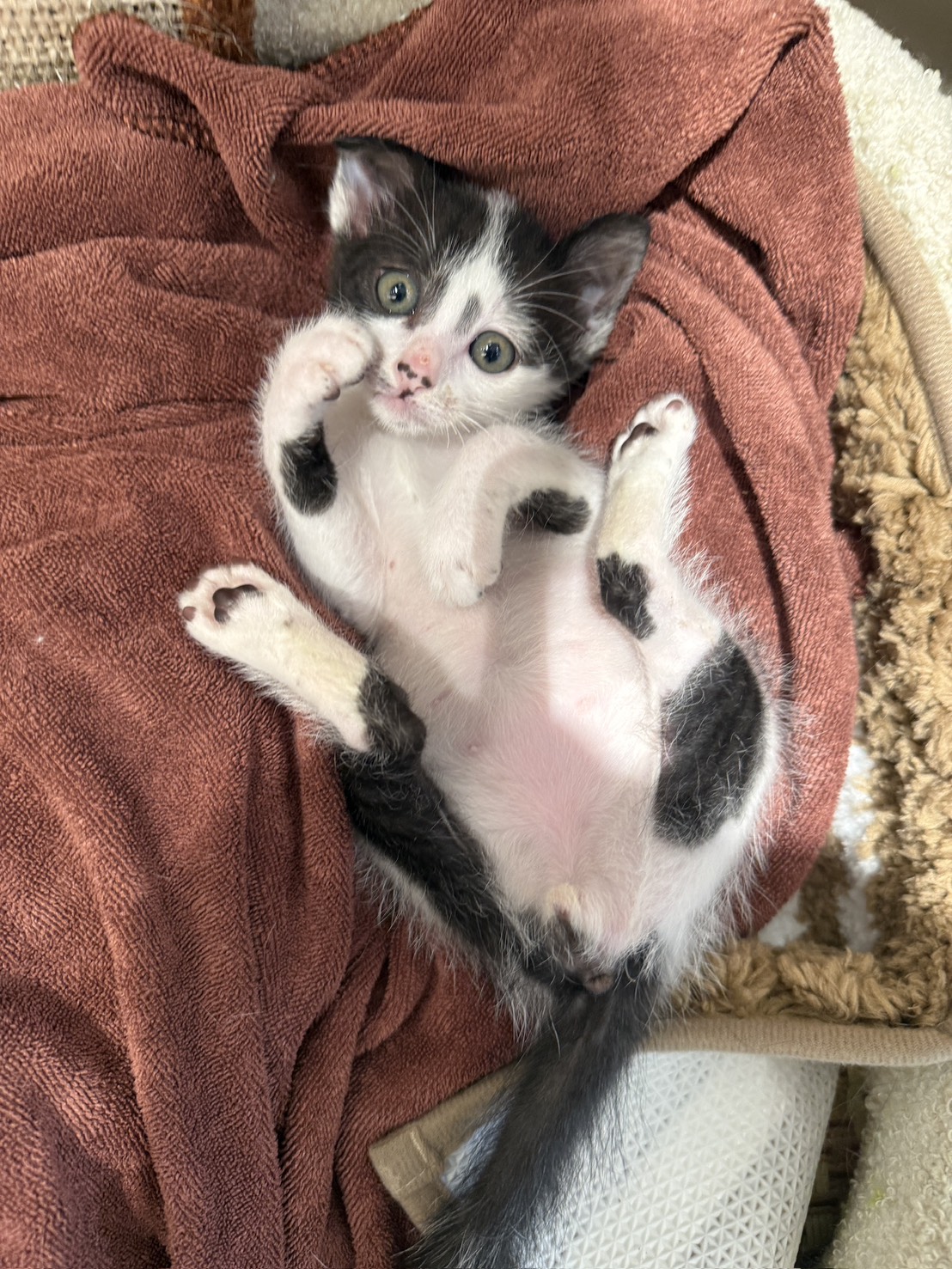 Pusang halo ang lahi (Lalaki, Bata, itim at puti), Maliit, blg. ng shelter …0003. Ang buong hayop.