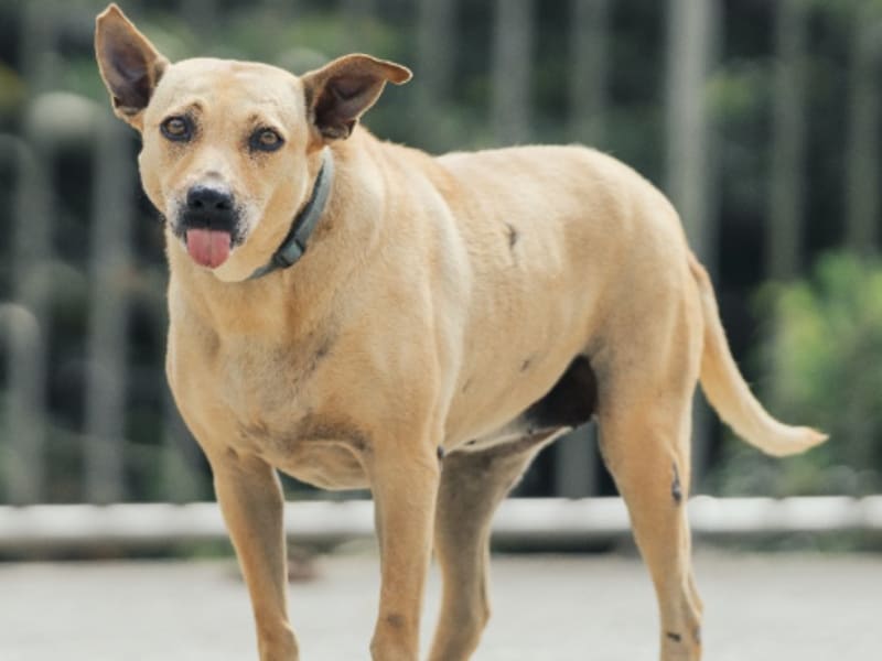 Perra mestiza hembra adulta (canela), Mediano, refugio n.º …9001. Todo el animal.
