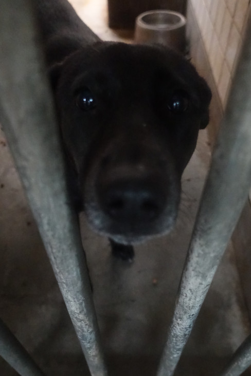 Asong halo ang lahi (Babae, Matanda na, itim), Malaki, blg. ng shelter …0134. Mas malapit sa mukha.