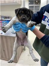 Perro mestizo macho joven (negro y canela), Pequeño, refugio n.º …3003