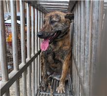 ミックス犬(メス・若い・トラ)、大型, 施設番号 …2002
