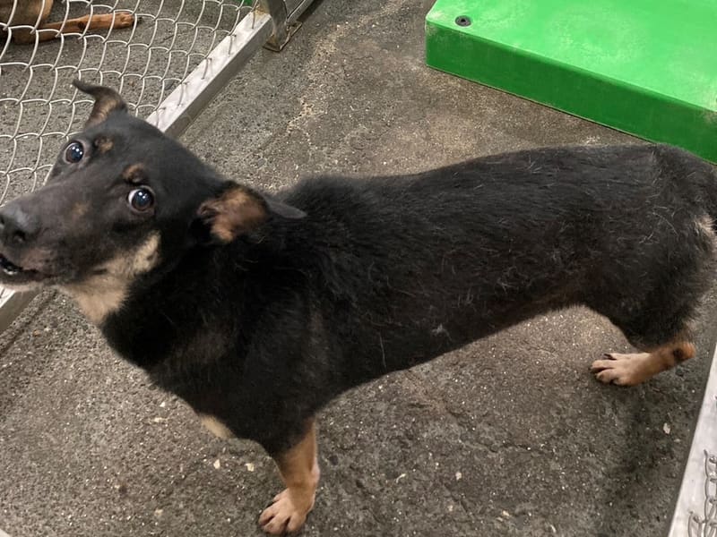 Perra mestiza hembra adulta (negro y canela), Mediano, refugio n.º …8003. Todo el animal.