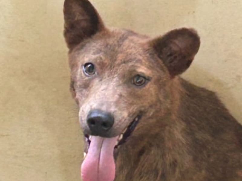 ミックス犬(オス・成犬・茶)、中型, 施設番号 …2022. 顔のアップです。